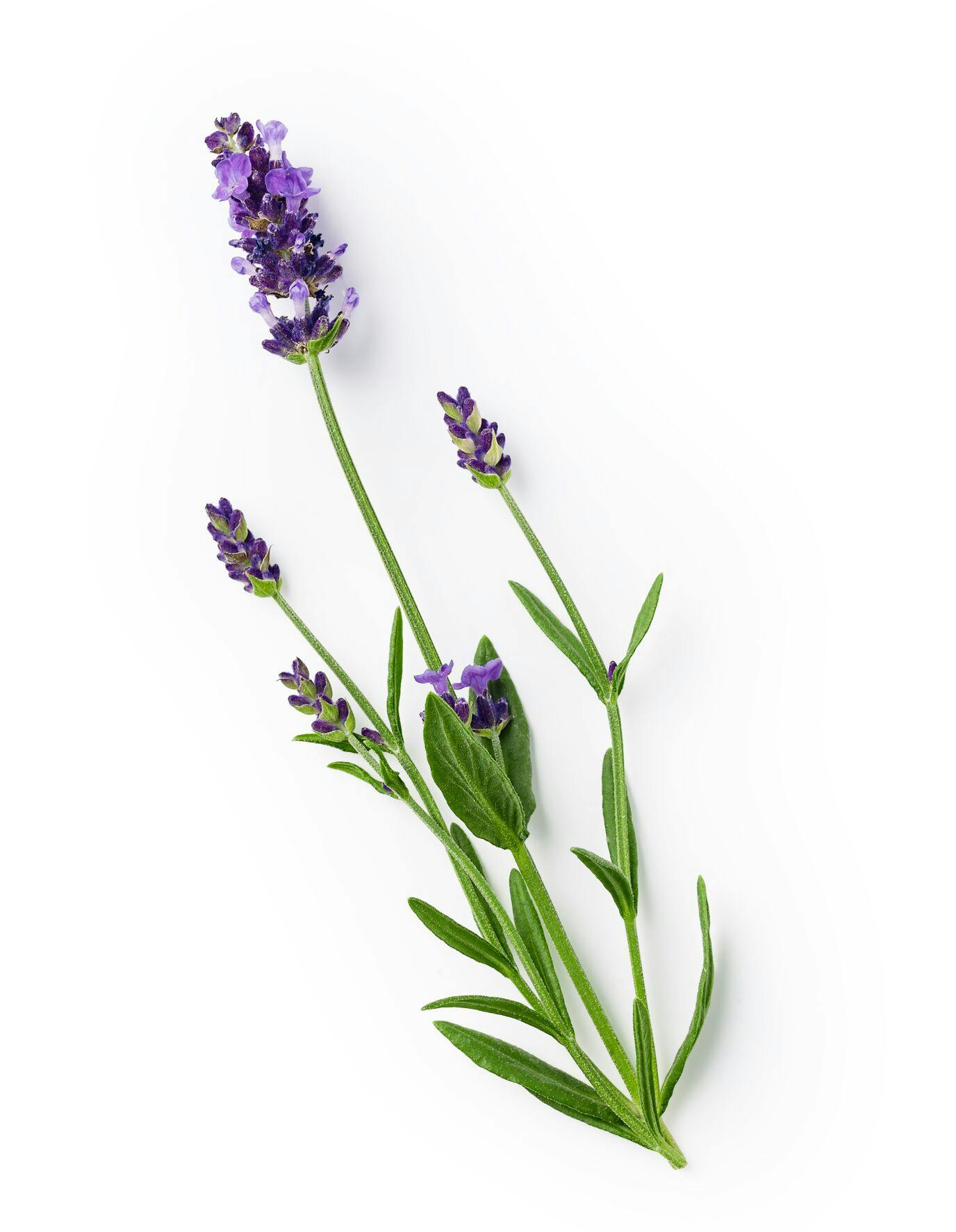 Foto van Keune So Pure ingrediënt lavender